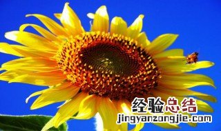 太阳花是什么的象征 太阳花的含义是什么