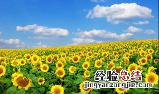 太阳花的花语是什么 太阳花的花语是什么意思