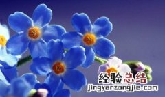 三月的花语是什么 三月开的花的花语