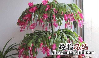蟹爪兰的日常养护方法 蟹爪兰的日常养护方法视频