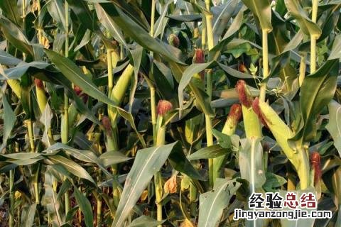 玉米种植的株距和行距是多少 玉米种植行距和株距怎么算