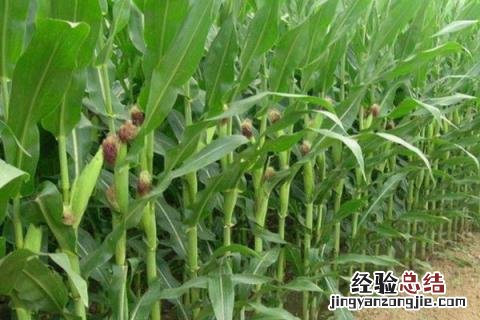 玉米种植的株距和行距是多少 玉米种植行距和株距怎么算