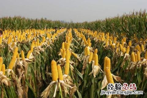 玉米种植的株距和行距是多少 玉米种植行距和株距怎么算