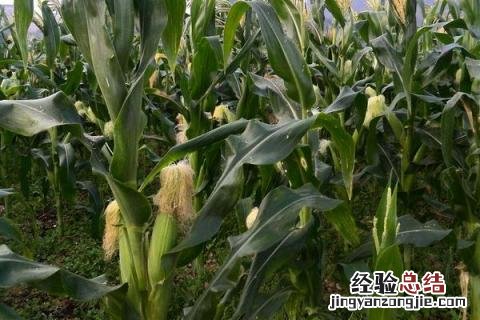 玉米种植的株距和行距是多少 玉米种植行距和株距怎么算