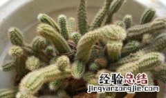 白檀怎么养才能爆崽 白檀怎么养