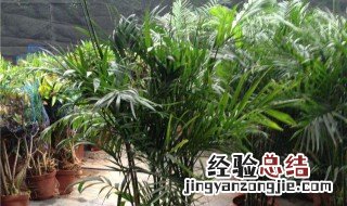 夏威夷椰子怎么养 夏威夷椰子怎么养才能爆盆
