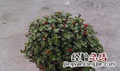 金枝玉叶养多长时间会开花 金枝玉叶养多长时间会开花结果