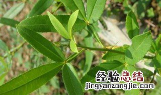 淡竹叶的功效与作用 送给需要的你