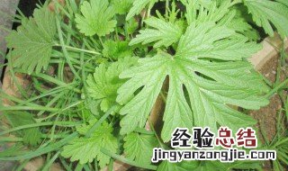 益母草泡脚的功效与作用 益母草泡脚的功效
