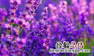 薰衣草的功效与作用 薰衣草有哪些功效与作用