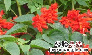 透骨草的功效与作用 科普小知识送给你