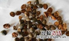 土鳖虫的功效与作用 大家可以了解一下
