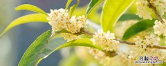桂花泡水喝的9大禁忌 桂花泡水喝的9大禁忌桂花糕