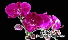 射手代表的花是什么 射手代表的花是什么名字