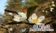 含笑花的花语是什么 含笑花的含义