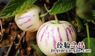 人参果什么时间种 人参果是什么季节的