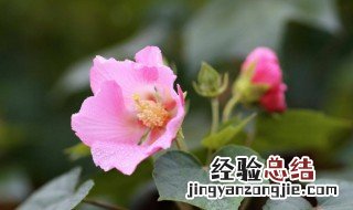 芙蓉花的含义是什么 芙蓉花有什么含义
