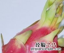 火龙果怎么吃减肥最有效 火龙果怎么吃才减肥