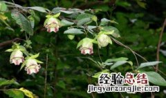 羊乳花的花语是什么意思 羊乳花的花语是什么