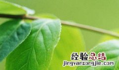 什么的树叶填空词语 如何形容树叶