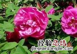玫瑰和野玫瑰的区别 玫瑰和野玫瑰的区别是什么