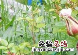 玫瑰和野玫瑰的区别 玫瑰和野玫瑰的区别是什么
