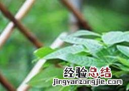 发财树图片及养殖方法 发财树图片