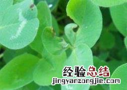 三叶草能在家里养么 三叶草在家怎么养