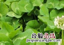 三叶草能在家里养么 三叶草在家怎么养