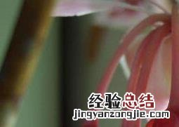 风铃花的养殖方法 丹麦重瓣风铃花的养殖方法