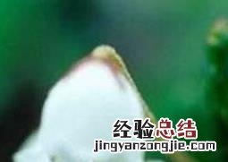 风铃花的养殖方法 丹麦重瓣风铃花的养殖方法