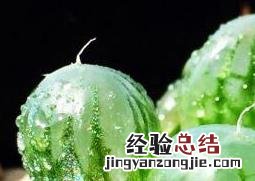 玉露怎么养 多肉玉露怎么养