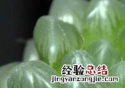 玉露怎么养 多肉玉露怎么养