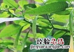 曼陀罗图片及功效 曼陀罗图片