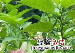 曼陀罗图片及功效 曼陀罗图片