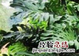 龟背竹怎么养 龟背竹怎么养得粗壮