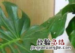 龟背竹怎么养 龟背竹怎么养得粗壮