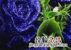 蓝玫瑰图片高清图片 蓝玫瑰图片