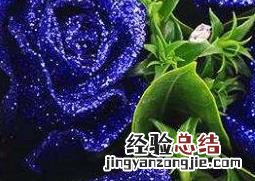 蓝玫瑰图片高清图片 蓝玫瑰图片