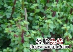 马齿苋树如何繁殖 树马齿苋怎么种植方法