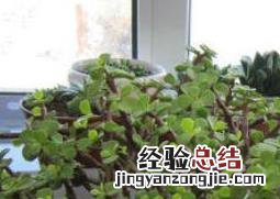 马齿苋树如何繁殖 树马齿苋怎么种植方法