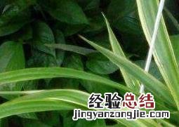 吊兰的快速繁殖方法有哪些 吊兰的快速繁殖方法