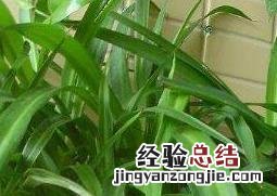 吊兰的快速繁殖方法有哪些 吊兰的快速繁殖方法