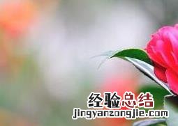 茶花怎么养 茶花怎么养才长得好