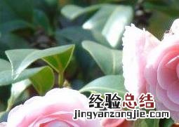 茶花怎么养 茶花怎么养才长得好
