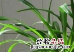 金边吊兰怎么养殖 吊兰怎么养殖