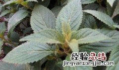 中药黄胆草的功效与作用 中药黄胆草的功效与作用是什么