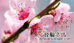 桃夭中的其字各是什么意思 桃夭中的其字各的意思是什么