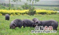 山林放养猪怎么圈山 山林放养猪圈山的办法