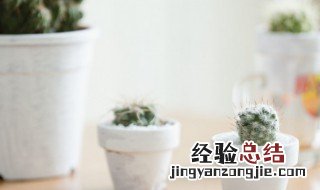 办公室适合放什么植物风水好 办公室放什么植物好养又风水好